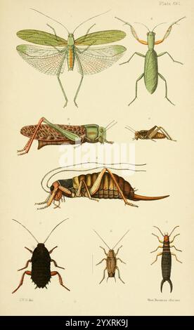 Ein elementares Handbuch der neuseeländischen Entomologie, 1892 neuseeländische Insekten Arthropoda George Vernon Hudson Deinacrida megacephala Caloptenus marginalis Periplaneta forficifera Forficula littorea 8 Tenodera intermedia Xiphidium maoricum Oedipoda caerulescens Blatta conjuncta NZ Arten Arthropod, ein illustrierter Leitfaden mit verschiedenen Arten von Insekten, darunter verschiedene Arten von Insekten, darunter verschiedene Arten von Käuferlaken, Grillen, Grillen und Grillen und Schaben. Das Kunstwerk ist sorgfältig mit Zahlen beschriftet, die verschiedene Arten anzeigen, was ihre einzigartigen physischen Eigenschaften verdeutlicht. Details wie Flügelstruktur, Körperform und Ameise Stockfoto