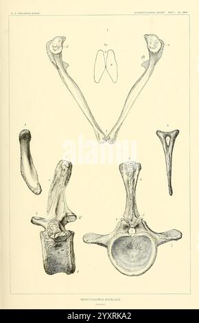 Die, Dinosaurier, von, Nordamerika, Washington, Regierung, Druck, Aus, 1896, Dinosaurier, die Abbildung zeigt eine detaillierte anatomische Untersuchung der Knochen der ausgestorbenen Art Brontosaurus excelsus. Es zeigt verschiedene Elemente der Skelettstruktur, einschließlich des Humerus, der Wirbel und anderer Feinheiten der Knochenanordnung. Jedes Teil ist systematisch mit Buchstaben und Zahlen versehen, um eine klare Identifizierung zu ermöglichen, was Einblicke in die Anatomie und Morphologie des Dinosauriers ermöglicht. Die Darstellung betont die Größe und Komplexität dieser Knochen und trägt zum Verständnis der Art p bei Stockfoto