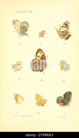 A Manual of North American Butterflies, Boston, de Wolfe, Fiske & Co, 1891, Schmetterlinge, Nordamerika, Eine Sammlung von Illustrationen, die verschiedene Arten von Schmetterlingen zeigen, jede zur Identifizierung nummeriert und gekennzeichnet. Die obere Reihe zeigt eine Reihe kleinerer Schmetterlinge mit komplizierten Flügelmustern und Farben. Der zentrale Schmetterling zeichnet sich durch auffällige Markierungen mit auffälligen Augenflecken aus. In der unteren Reihe werden weitere farbenfrohe Exemplare präsentiert, die die Vielfalt in Größe und Design dieser Insekten veranschaulichen. Jeder Schmetterling ist in einem naturalistischen Stil dargestellt, der seine Uni hervorhebt Stockfoto