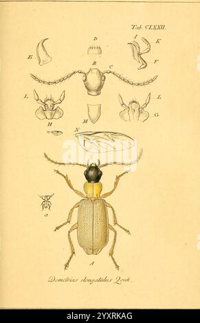 Deutschland, Insecten, Nürnberg, Gedruckt, auf Kosten des Verfassers, 1805-1857, Käfer, Deutschland, Bildwerke, Demetrias elongatulus, die Abbildung zeigt eine detaillierte Untersuchung des Insekts, bekannt als Donacia longiostata. Oben sind verschiedene anatomische Teile des Insekts beschriftet, die spezifische Merkmale wie Kopf, Antennen und Beine zeigen. Das zentrale Bild zeigt die vollmundige Ansicht der Donacia longiostata, die ihre charakteristische Farbe und Form hervorhebt. Diese wissenschaftliche Darstellung betont die komplizierten Details der Morphologie des Insekts und trägt zum Verständnis bei Stockfoto