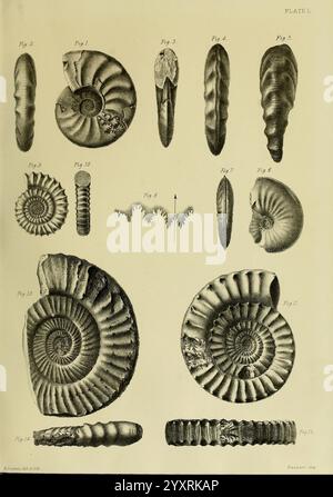 Monografie über die Lias Ammoniten der Britischen Inseln, London, gedruckt für die Palaeontographical Society, 1878-86, Ammonoidea, Großbritannien, Jurassic, Paläontologie, diese visuelle Sammlung zeigt eine Reihe von komplizierten fossilen Muscheln, die verschiedene Formen und Strukturen von Ammoniten hervorheben. Jede Figur ist akribisch nummeriert und umfasst verschiedene Formen, von eng gewickelten Spiralen bis hin zu langen Formen. Die detaillierten Illustrationen betonen die einzigartigen Muster und Texturen und erfassen die Komplexität dieser alten Meeresbewohner. Das Arrangement schlägt eine systematische Studie vor, möglicherweise für Stockfoto