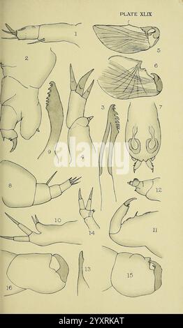 Die British Parasitic Copepoda London druckte für die Ray Society 1913 Great Britain Parasites Fishes Crustacea Copepoda, Eine detaillierte Illustration mit verschiedenen anatomischen Strukturen von Krebstieren, die sich speziell auf Anhängsel und Mundteile konzentriert. Das Arrangement enthält beschriftete Figuren, die verschiedene Merkmale wie Krallen, Beine und andere Anhänge hervorheben. Jedes nummerierte Element enthält eine klare Bezeichnung für Teile wie Zangen, Leitkurven und Segmente, sodass eine vergleichende Untersuchung dieser Merkmale möglich ist. Die Abbildungen betonen die Vielfalt der Morphologie zwischen verschiedenen Arten, s Stockfoto