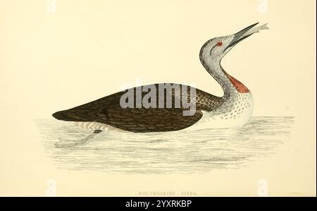 Eine Geschichte von British Birds London Groombridge and Sons 1863-1866? Gavia stellata Colymbus septentrionalis, Ein wunderschön illustrierter Rotkehlentaucher, dargestellt in einer Seitenansicht, während er anmutig auf dem Wasser schwimmt. Der Vogel zeigt einen auffälligen Farbkontrast, mit seinen grau-braunen Federn, die sich nahtlos in die aquatische Umgebung einfügen. Die markante rote Kehle hebt sich deutlich hervor und verleiht dem ansonsten gedämpften Gefieder einen Hauch von Lebendigkeit. Der lange Körper und der scharfe Schnabel des Tauchers deuten auf seine Geschicklichkeit beim Fangen von Fischen hin, während sein aufmerksamer Blick darauf hinweist Stockfoto