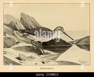 Gefiedert, Wild, of, Northeast, New York, T.Y. Crowell & Co, 1907, Limnodromus griseus, Game und Gamebirds, Brownback, Eine detaillierte Illustration des Brownback mit dem Vogel in einer natürlichen Umgebung. Er steht im Profil und zeigt seinen langen, schlanken Schnabel und Muster auf dem Rücken. Der Hintergrund zeigt eine ruhige Landschaft mit felsigen Formationen und einem Gewässer, die eine harmonische Szene schafft, die die Schönheit des Lebensraums dieses Vogels unterstreicht. Die Signatur des Künstlers, „Rich“, ist in der Ecke sichtbar und verleiht dem Kunstwerk einen Hauch Authentizität. Stockfoto