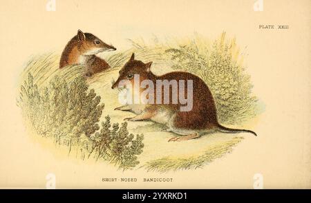 Ein Handbuch zu den Marsupialia und Monotremata, London, E. Lloyd, 1896. Beuteltiere, Monotremes, Perameles nasuta, Perameles nasuta, Kurznasen-Bandicoot, Australien, Australien, Southern Brown Bandicoot, Isoodon Obesulus, Richard Lydekker, die Abbildung zeigt zwei kurznasige Bandicoots, die in einer natürlichen Umgebung von üppigem Grün dargestellt werden. Die Tiere werden mit detaillierten Pelztexturen dargestellt, die ihre kleinen, abgerundeten Körper und spitzen Schnauzen zeigen. Ein Bandicoot steht auf allen Vieren und blickt neugierig auf seinen Gefährten, während der andere teilweise im Gras versteckt ist Stockfoto