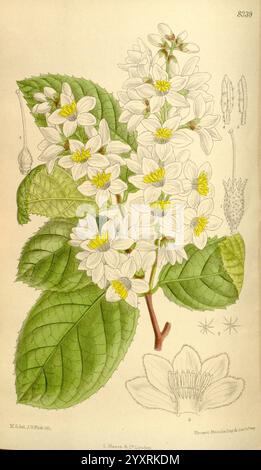 Curtis's Botanical Magazine. London, New York, Botanische Illustration, Botanik, Zeitschriften, Bildwerke, Pflanzen Ornamental, Curtis, die Illustration zeigt eine zarte Gruppe weißer Blumen neben üppig grünen Blättern, die ihre komplizierten Details zeigen. Die Blüten, die durch mehrere Blütenblätter und hellgelbe Zentren gekennzeichnet sind, sind in einer Rassimformation angeordnet. Um den zentralen Blumenstrauß herum befinden sich verschiedene botanische Zeichnungen, darunter eine Seitenansicht einer einzelnen Blume, eine Knospenform und eine stilisierte Darstellung der Blätter. Die Gesamtkomposition fängt die Eleganz der Pflanze ein, Highli Stockfoto