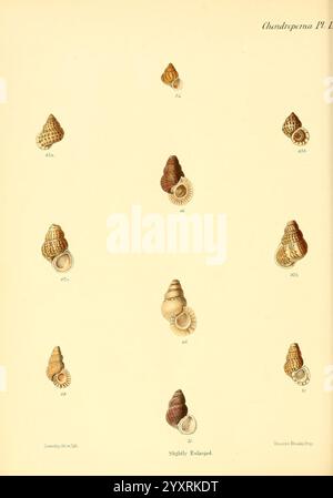 Conchologia iconica oder Illustrationen der Muscheln von Weichtieren London, Reeve, Brothers, 1843-1878. Weichtiere, Bildwerke, Muscheln, Eine Sammlung sorgfältig illustrierter Muscheln, die verschiedene Arten zeigen. Jede Schale ist nummeriert und weist unterschiedliche Muster, Texturen und Formen auf, die von spiralförmigen Formen bis hin zu komplizierteren, verzierten Designs reichen. Die Abbildung zeigt die natürliche Schönheit und die Vielfalt der Meereslebewesen, wobei einige Muscheln zur besseren Detailtreue leicht vergrößert erscheinen. Im unteren Teil wird die Quelle der Illustration angegeben, wobei die pädagogischen Ziele hervorgehoben werden Stockfoto