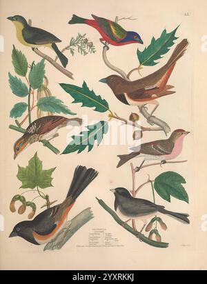Illustrationen der amerikanischen Ornithologie von Alexander Wilson und Charles Lucien Bonaparte, Edinburgh, Frazer & Co, 1835, Birds, Vereinigte Staaten, Nordamerika, Bildwerke, Eine lebendige Sammlung von verschiedenen Vögeln, die ihre einzigartigen Farben und Merkmale zeigen. Die Szene zeigt einen auffallend farbigen Vogel in Rot und Blau, der zwischen grünen Ästen thront, neben einem gelb-grünen Vogel und anderen Arten, die eine Reihe von Erdtönen aufweisen. Blätter von verschiedenen Bäumen werden dargestellt, was der Komposition Textur und Tiefe verleiht. Jeder Vogel ist akribisch detailliert und hebt seine Distanz hervor Stockfoto