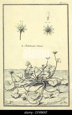 Les Figures des plantes et animaux d'use en medecine, Paris, Desprez, 1764-1765, materia medica, Bildwerke, eine Illustration der Pflanzenart *Chicorium minus*, die ihre ausgeprägte Wuchsgewohnheit zeigt. Die Pflanze ist mit ihren breiten, gelappten Blättern dargestellt, die von der Basis nach außen strahlen, und mehreren Blüten darüber. Dazu gehören detaillierte Skizzen der Blume und eine Nahansicht der einzelnen Blüte, die die komplexen Strukturen und die Symmetrie der Blütenblätter hervorheben. Die Zusammensetzung betont die botanischen Eigenschaften der Pflanze, mit Stockfoto