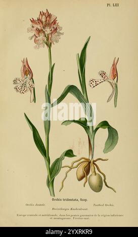 Album des orchidées de l'Europe centrale et septentrionale Genève, Librairie Georg, 1899, Europe, Orchidaceae, the New York Botanical Garden, Pictorial Works, Neottia nidus-avis., diese Illustration zeigt zwei elegante Exemplare der Pflanze Orchis tridentata, mit zarten Blüten, die durch ein einzigartiges gepunktetes Muster gekennzeichnet sind. Die Blumen stehen anmutig auf schlanken Stielen und zeigen ihre komplizierten Formen und Strukturen. Unter den Blüten sprießen saftig grüne Blätter aus einem robusten Wurzelsystem, was die Vitalität der Pflanze anzeigt. Im Begleittext wird das Mittel- und Südeuropa der Anlage erwähnt Stockfoto