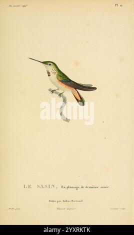 Histoire naturelle des colibris, Paris, Arthus Bertrand, 1830-1832, Kolibris, malerische Werke, Ein wunderschön illustrierter Kolibri, bekannt als "'Le Sasin ", thront anmutig in einer natürlichen Umgebung. Dieser exquisite Vogel zeigt ein leuchtendes grünes und schillerndes Gefieder mit Anklängen von Orange auf der Brust. Ihr schlanker Körper und die langen Flügel betonen die zarte Struktur, während sie eine gewellte Schlange im Schnabel hält, was auf einen Moment der Interaktion zwischen der Vogelwelt und der Reptilienwelt hindeutet. Unter der Abbildung ist der Titel „Le Sasin“ mit Details zur Farbgebung deutlich sichtbar Stockfoto