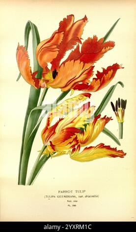 Lieblingsblumen des Gartens und Gewächshauses London New York Frederick Warne & co. 1896-97 Frankreich 19. Jahrhundert Icons Floriculture Chromolithography Plants Ornamental, Eine atemberaubende Illustration von Papageientulpen, die lebendige Blütenblätter mit komplizierten Fransenkanten zeigen. Die Blumen zeigen eine fesselnde Mischung aus feurigen Rot- und hellgelben Tönen, die ihre exotische Schönheit unterstreichen. Die Komposition unterstreicht die anmutigen Kurven der Blüten, zusammen mit den üppig grünen Blättern, die ihr lebhaftes Aussehen verstärken. Zu den Blumen gehört ein wissenschaftliches Etikett, das die Art und Sorte genau beschreibt Stockfoto