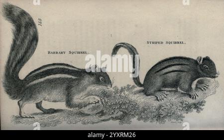 Allgemeine Zoologie, systematische Naturgeschichte, London, gedruckt für G. Kearsley, 1800-1826, Bildwerke, Zoologie, Eichhörnchen, Taxonomie: Family= sciuridae., die Abbildung zeigt zwei verschiedene Eichhörnchenarten, die nebeneinander dargestellt werden. Das obere Eichhörnchen wird als Habitat Eichhörnchen bezeichnet, gekennzeichnet durch seinen schlanken Körper und Streifen entlang seines Rückens. Unten zeigt das „Stipped Squirrel“ eine abgerundete Form und einen buschigen Schwanz, die beide zu seinem einzigartigen Aussehen beitragen. Die Umgebung zeigt eine natürliche Umgebung mit Laubelementen, die ihren Waldlebensraum betonen. Stockfoto