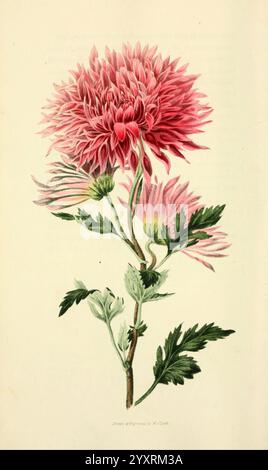 Flora Conspicua London Longman Rees Orme Brown Green 1826 Flowers England Plants Ornamental The New York Botanical Garden Pictorial Works William Clark Taxonomy: Trinomial = Chrysanthemum sinense purpurascens, Eine lebendige Illustration einer voll aufblühenden Chrysantheme, die ihre mehrschichtigen, gerafften Blütenblätter in Rosa- und Korallentönen zeigt. Die zarte Struktur der Blume wird durch ihr sattes grünes Laub ergänzt, das durch die aufwändig geformten Blätter eine üppige Kulisse bietet. Die Komposition hebt die Schönheit der Natur hervor und betont die komplizierten Details und die anmutige Form der Chrysantheme. T Stockfoto