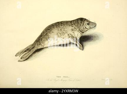 Die Wunder des Tierreichs, London, T. Kelly, 1830, Großbritannien, Robben, Zootiere, Menagerien, Tierverhalten beliebte Werke, Eine detaillierte Illustration einer Robbe, die ihren stromlinienförmigen Körper und ihre markanten Pelzmuster zeigt. Die Dichtung ist von einer Seitenansicht aus dargestellt und schwebt anmutig mit leicht ausgezogenen Flossen. Die komplizierten Details betonen die Textur des Fells und die Form des Kopfes, mit markanten Barthaaren und einer abgerundeten Schnauze. Der Hintergrund ist minimal dargestellt, sodass die Dichtung als Brennpunkt dienen kann. Dieser Abbildung sind handschriftliche Anmerkungen und Etiketten beigefügt Stockfoto