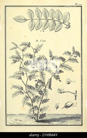 Les Figures des plantes et animaux d'use en medicine, Paris, Desprez, 1764-1765, materia medica, die Illustration zeigt eine botanische Studie über die Pflanzenart A. Cicer, allgemein bekannt als Kichererbse. Im Mittelpunkt steht eine detaillierte Darstellung der Kichererbsenpflanze, die ihre zusammengesetzten Blätter mit zahlreichen Flugblättern zeigt. Aus dem Stamm treten Blüten hervor, die auf seine Fortpflanzungseigenschaften hinweisen. Stockfoto