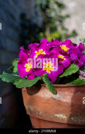 Nahaufnahme rosafarbener Polyanthuskerzen in Blüte Stockfoto