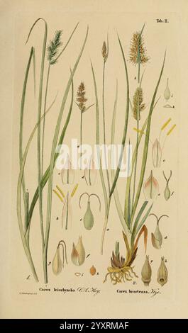 Supplemente zu Schkuhr's Riedgräsern (Carices), Leipzig, E. Fleischer, 1840-50, Carex, Cyperaceae, diese Illustration zeigt verschiedene Arten der Gattung Carex, allgemein bekannt als Seggen. Die detaillierte Darstellung zeigt mehrere Pflanzenexemplare, die ihre langen grünen Blätter, markanten Blütenspitzen und einzigartigen Samenköpfe hervorheben. Jede Probe ist mit einer entsprechenden Nummer gekennzeichnet, die verschiedene Pflanzenteile wie Blätter, Blüten und Fortpflanzungsstrukturen angibt. Die komplizierten Details unterstreichen die botanischen Merkmale, die die Arten unterscheiden, einschließlich der Th Stockfoto