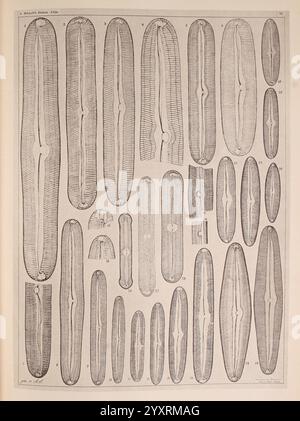 Atlas der Diatomaceen-Kunde, Leipzig, O.R. Reisland, 1874-1819, Atlanten, Bacillariophyceae, diese visuelle Präsentation zeigt eine Reihe von gestreckten, symmetrischen Formen, die jeweils komplizierte Muster und Texturen zeigen. Methodisch angeordnet, können die Entwürfe verschiedene Arten oder Beispiele von Kieselalgen darstellen und ihre Besonderheiten wie Streifen und Umrisse hervorheben. Jede Zahl ist mit einer entsprechenden Zahl gekennzeichnet, was auf eine Katalogisierung oder Klassifizierung dieser mikroskopischen Organismen hindeutet. Die Gesamtkomposition unterstreicht die Vielfalt und Komplexität, die in der natürlichen Welt A zu finden sind Stockfoto