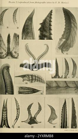 Transaktionen der Entomologischen Gesellschaft von London, London, The Society, Zeitschriften, Entomologie, Insecte, Foraminifera, Foraminifera, Eine detaillierte Sammlung verschiedener Arten von Insektenanhängungen, die komplexe Strukturen und verschiedene Formen zeigen. Das Display enthält mehrere Ansichten von Flügeln und anderen verlängerten Merkmalen, die ihre einzigartigen Formen und Texturen hervorheben. Jedes Element ist als Referenz eindeutig mit einer Nummerierung versehen, die eine visuelle Orientierung für die anatomischen Unterschiede und Ähnlichkeiten zwischen den Proben bietet. Diese Studie dient als wichtige Ressource für Entomologen und Forscher Stockfoto