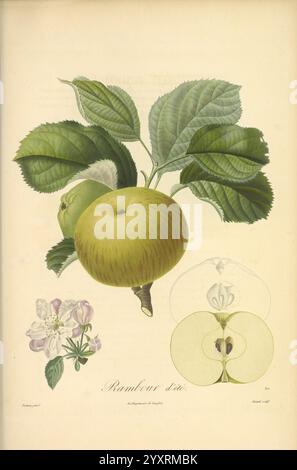 Pomologie francaise, Paris, Langlois et Leclercq, 1846, arbres fruitiers, Field Guides, Frankreich, Obstbäume, Obstkultur, Obst, Identifizierung, Pflanzen. diese Abbildung zeigt eine detaillierte Darstellung eines grünen Apfels, der neben seinem Zweig mit üppig grünen Blättern sichtbar ist. Unterhalb des Apfels ist eine zarte Blume mit ihren weichen Blütenblättern und komplizierten Details zu sehen. Zusätzlich gibt es einen Querschnitt des Apfels, der seine innere Struktur offenbart, einschließlich des saftigen Fruchtfleisches und der Samen. Die Komposition unterstreicht sowohl die Frucht als auch ihre Verbindung zur Natur, Stockfoto