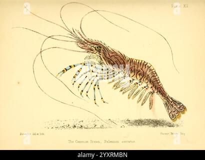 Populäre Geschichte des Aquariums der Meeres- und Süßwassertiere und Pflanzen, London, Lovell Reeve, 1857 Aquarien Süßwasserbiologie Geschichte Meeresbiologie Wälder Loch Garnelen Palaemon serratus Common Prawn TCWD HistSciArt, eine aufwendig illustrierte Meeresbewohner, zeigt diese Darstellung die auffälligen Merkmale einer Garnele. Die Garnelen werden mit langen Antennen und zarten, segmentierten Körperteilen dargestellt, die komplizierte Details ihres Exoskeletts und ihrer Anhängsel offenbaren. Leuchtende Farben unterstreichen die segmentierten Bereiche der Garnelen, mit Anklängen von Blau und Orange, die die Gliedmaßen betonen. Rund um den shri Stockfoto