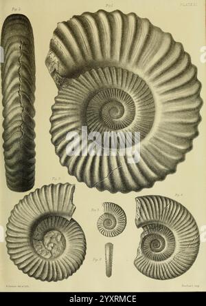 Monografie über die Lias Ammoniten der Britischen Inseln London gedruckt für die Palæontographical Society 1878–86. Ammonoidea Great Britain jurassic Paläontology, Eine Sammlung von detailreichen Illustrationen, die verschiedene Ansichten von Ammoniitfossilien zeigen. Jede Probe ist mit einer Ziffernnummer gekennzeichnet, die charakteristische Merkmale wie die Spiralform, die geriffelte Textur und verschiedene erhaltungszustände hervorhebt. Die Fossilien werden auf eine Weise präsentiert, die ihre geologische Bedeutung und natürliche Schönheit betont, wobei Etiketten den Kontext für jede Darstellung bieten. Diese Kompilierung dient Stockfoto