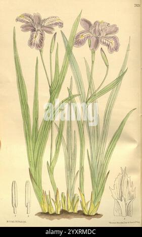 Curtis's Botanical Magazine, London, New York, Botanical Illustration, Botanical Zeitschriften, Bildwerke, Pflanzen Ornamental, Curtis, die Komposition zeigt eine zarte Darstellung blühender Iris, die ihre komplizierten Blütenblätter mit verschiedenen Farben und Mustern zeigt. Hohe, schlanke grüne Blätter ragen elegant neben die Blüten und betonen ihre Anmut. An der Basis deuten kleinere grüne Triebe auf neues Wachstum und Vitalität hin. Die gesamte Anordnung fängt die Schönheit der Natur ein und hebt sowohl die floralen als auch die botanischen Aspekte dieser Iris hervor, während Anmerkungen wissenschaftliche Details liefern Stockfoto