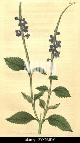 Curtis's Botanical Magazine, London, New York, botanische Illustration, Botanik, Zeitschriften, Bildwerke, Zierpflanzen, Curtis, Stachytarpheta urticifolia, Taxonomie: Family= Verbenaceae, Indien, die Illustration zeigt eine zarte Pflanze mit schlanken, aufrechten Stämmen, die mit kleinen, glockenförmigen lila Blüten verziert sind. Die Blätter sind breit und tief gezackt, paarweise am Stiel angeordnet. Diese botanische Darstellung betont die komplizierten Details der Blumen und des Laubs und hebt ihre natürliche Schönheit hervor. Der Hintergrund ist ein sanfter, stummgeschalteter Ton, der das V betont Stockfoto