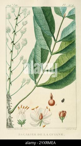 Flore pittoresque et médicale des Antilles, Paris, Pichard, 1821-1829, Pflanzen, West Indies zeigt eine botanische Studie mit einer Pflanze, die sich durch einen schlanken, verzweigten Stamm mit kleinen, zarten Blüten auszeichnet. Die gut sichtbaren Blätter sind reichlich vorhanden und weisen eine reichhaltige, strukturierte Oberfläche mit verschiedenen Schattierungen und einem leuchtenden grünen Farbton auf. Neben dem Stiel befinden sich verschiedene Details, einschließlich detaillierter Darstellungen der Blumen, Früchte und Samen, die alle sorgfältig gekennzeichnet sind, um die reproduktiven Aspekte der Pflanze hervorzuheben. Die komplizierten Linien und Schattierungen pro Stockfoto