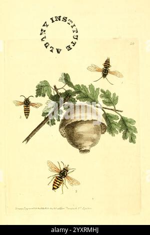 The zoological, miscellany London, gedruckt, von, B. McMillan, für E. Nodder & Son, und, verkauft, von, all, Buchhändler, 1814-1817, bildlich, Werke, Zoologie, eine detaillierte Illustration zeigt eine Gruppe von Bienen, die eine Eichel umgeben, eingebettet in die Blätter einer Eiche. Die Bienen, die mit komplizierten Mustern und Flügeldetails dargestellt sind, scheinen auf die Eichel konzentriert zu sein, die zentral vor einem Hintergrund von weich gerendertem Laub liegt. Die Zusammensetzung unterstreicht die Beziehung zwischen den Insekten und ihrer natürlichen Umwelt und erinnert an Themen der Biodiversität und der Verflechtung der Natur. A Stockfoto