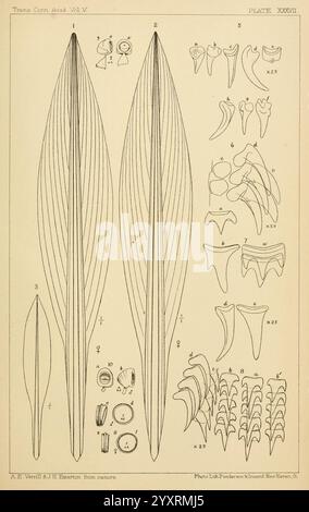 Die, Kopffüßer, der, der, der nordöstlichen, Coast, of, America, New, Haven, CONN, Connecticut, Akademie der Wissenschaften, 1879-1881, Tintenfisch, Nordamerika, Atlantik, Küste, Cephalopoda, Riesen, Tintenfische, Atlantik, Küste, Nord, Amerika, Monster, sind, Eine detaillierte Illustration, die verschiedene botanische und biologische Formen zeigt. Im Mittelpunkt stehen längliche, parallel verlaufende Strukturen, die Blätter oder Klingen ähneln, sowie beschriftete Abschnitte, die spezifische Messungen und Merkmale kennzeichnen. Diese zentralen Formen umgeben kleinere, komplizierte Zeichnungen verschiedener natürlicher Elemente, möglicherweise Anato Stockfoto