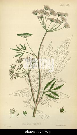 The Flora homoeopathica, London, Leath & Ross, 1852-1853, Botanik, Homöopathie, Bildwerke, cicuta virosa, Botanik medizinisch, Materia medica Gemüse, materia medica und Therapeutika, diese Illustration zeigt die Pflanze Cicuta virosa, allgemein bekannt als Wasserhemlock. Sie zeigt die besonderen Merkmale der Pflanze, einschließlich der detaillierten Struktur ihrer Blütenstängel, schirmähnlichen Gruppen kleiner weißer Blüten und fein zerlegter Blätter. Das Kunstwerk hebt verschiedene Elemente der Pflanze hervor, wie ihre Wurzeln und Blattformationen und bietet einen umfassenden Überblick über ihre Morphologie. Cic Stockfoto