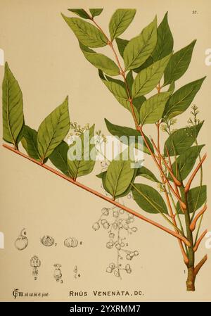 Amerikanisch, medizinisch, Pflanzen, New York, Boericke & Tafel, c1887, Botanik, Medizin, USA, Toxicodendron vernix, medizinische Botanik, diese detaillierte botanische Illustration zeigt einen Zweig der Pflanze Rhus venenata, allgemein bekannt als Giftsumac. Das Kunstwerk zeigt leuchtend grüne Blätter, die abwechselnd entlang des Stiels angeordnet sind, mit einer glatten, rötlich-braunen Rinde. Der Hauptzweig wird durch kleine Gruppen von zarten weißen Blüten begleitet, die in verschiedenen Entwicklungsstadien dargestellt werden. Unterhalb der Niederlassung zeigt eine Reihe nummerierter Zeichnungen die Besonderheiten der Anlage, einschließlich des lea Stockfoto