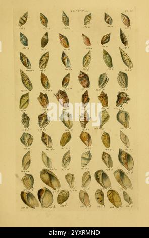 Index testaceologicus, London, 1856, Mollusks, Shells, eine Sammlung detaillierter Illustrationen, die eine Vielzahl von Muscheln zeigen, die systematisch in Reihen und Säulen angeordnet sind. Jede Schale weist einzigartige Formen und Muster auf, die die Vielfalt in Farbe und Textur innerhalb der Arten hervorheben. Für einzelne Schalen sind Beschriftungen mit den jeweiligen Identifikationsnummern angegeben. Das Gesamtlayout unterstreicht die komplizierte Schönheit dieser Meerestiere und lädt die Zuschauer ein, die Komplexität ihrer natürlichen Designs zu schätzen. Stockfoto