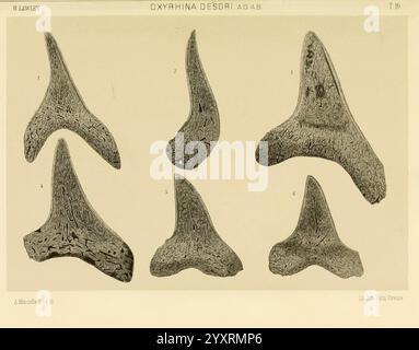 Studi comparativi sui pesci fossili coi viventi dei generi Carcharodon, Oxyrhina e Galeocerdo, Pisa, T. Nistri, 1881 Hai Carcharodon Galeocerdo fischt fossile Haie fossile Geschichten, die Illustration zeigt verschiedene Arten von Haizähnen, die ihre unterschiedlichen Formen und Texturen zeigen. Jeder Zahn ist mit Nummern gekennzeichnet, die verschiedene Proben anzeigen. Die komplizierten Details verdeutlichen die einzigartigen Eigenschaften jedes Zahns, darunter gezackte Kanten und unterschiedliche Krümmungsgrade. Das Arrangement betont die Vielfalt im Haifischgebiss und reflektiert Anpassungen an verschiedene Stockfoto