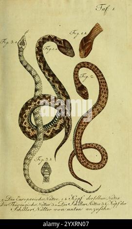 Herr de la Cepede's Naturgeschichte der Amphibien, oder der enerlegenden vierfussigen Thiere und der Schlangen, Weimar, Verlage des Industrie-Comptoirs, 1800-1802, Amphibians, Reptilien, die Abbildung zeigt mehrere detaillierte Darstellungen verschiedener Arten von Schlangen. Jede Schlange wird akribisch gerendert, um ihre einzigartigen Muster und Merkmale zu präsentieren. Die erste Schlange ist in zwei Ansichten dargestellt, die ihre charakteristische Farbe und Schuppenstruktur betonen. Daneben ist eine weitere Schlange in kontrastierender Pose dargestellt, die ihren langgestreckten Körper und spezifische Markierungen hervorhebt. Beiliegendes Etikett Stockfoto