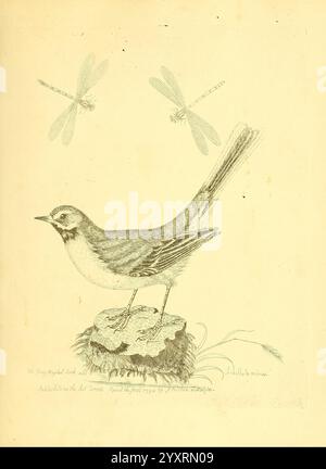 Harmonia ruralis, oder ein Essay zu einer Naturgeschichte der britischen Singvögel, London, gedruckt und verkauft vom Autor 1794-1796, Birds, England, Nester, Bildwerke. eine detaillierte Abbildung zeigt einen Vogel, der auf einem Felsvorsprung steht und komplizierte Federmuster zeigt, insbesondere um Kopf und Körper. Über dem Vogel schweben zwei Libellen, deren zarte Flügel weit ausgebreitet sind. Die Szene fängt einen Moment in der Natur ein und verbindet die Eleganz des Vogellebens mit der Anmut von Insekten. Am unteren Rand der Abbildung befindet sich eine handschriftliche Notiz, die möglicherweise das Erstellungsdatum oder das AR angibt Stockfoto