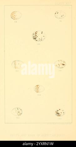 Nester, und Eier, von, amerikanisch, Vögel, [c1880], Vögel, Eier, Norden, Amerika, Nester, ausgezeichnet, Eine detaillierte Illustration, die verschiedene Eier von verschiedenen Arten amerikanischer Vögel zeigt. Die Eier sind in einem rasterartigen Muster angeordnet, nummeriert von 89 bis 196, was spezifische Identifikationsnummern angibt. Jedes Ei weist einzigartige Markierungen und Farben auf, die die Vielfalt des Erscheinungsbildes der Vogelarten verdeutlichen. Der Hintergrund ist schlicht und betont die komplizierten Details und Muster auf den Eierschalen. Diese pädagogische Darstellung hebt die natürliche Vielfalt und Schönheit der Vogelreproduktionsstruktur hervor Stockfoto