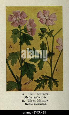 Wild, Blumen, östlich, von, Rockies, New York, 1910, Vereinigte Staaten, Wildflowers, die Abbildung zeigt zwei verschiedene Sorten von Malvenblüten, die jeweils zur Identifizierung gekennzeichnet sind. Auf der linken Seite zeigt die hohe Malve (Malva sylvestris) zarte rosafarbene Blüten mit markanten dunklen Adern, die von üppig grünen Blättern unterstützt werden. Auf der rechten Seite zeigt die Moschusmalve (Malva moschata) ebenfalls ähnliche rosa Blüten, die jedoch einen leichten Unterschied in Form und Struktur der Blätter aufweisen. Der Hintergrund ist ein warmes Gelb, das die Lebendigkeit der Blumen verstärkt. Diese botanische Darstellung betont die Schönheit und das Detail o Stockfoto