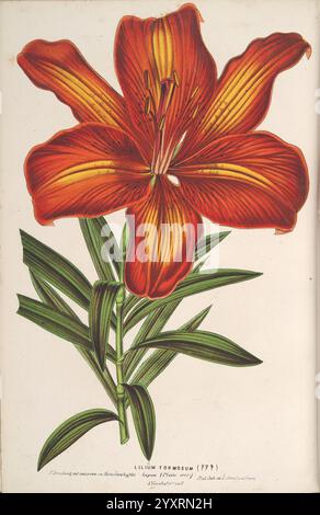 L'Illustration horticole, Gand, Belgien, Imprimerie et lithographie de F. et E. Gyselnyck, 1854-1896, Blumenzucht, Gartenbau, Gewächshäuser, Gartenbau, Zeitschriften, Eine lebendige Illustration eines Lilium formosum mit seinen markanten orangefarbenen Blüten, die mit kräftigen gelben Streifen verziert sind. Die Blume ist mit eleganten, langen Blättern dargestellt, die zu ihrem anmutigen Aussehen beitragen. Die feinen Details betonen die komplizierten Texturen und Muster der Blütenblätter und unterstreichen die natürliche Schönheit dieser Art. Unterhalb der Blume ist der botanische Name elegant dargestellt, was den Fokus auf die Sci andeutet Stockfoto