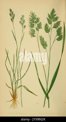 Eine Naturgeschichte britischer Gräser. London, Groombridge, 1858, Großbritannien, Gramineae, die Abbildung zeigt zwei Arten von Gräsern: auf der linken Seite eine Darstellung eines schlanken, aufrechten Grases mit feinen Samenköpfen mit der Aufschrift „Vicia Decumbens“. Auf der rechten Seite zeigt eine breitere, lebendigere Art längliche Klingen und Blütenblumen, die als „Dactylis glomerata“ bezeichnet werden. Die Details unterstreichen die einzigartigen Strukturen jeder Pflanze und betonen ihre Blätter, Stiele und Blüteeigenschaften mit farbigen Akzenten, die die botanischen Merkmale zum Leben erwecken. Der Hintergrund dient e Stockfoto