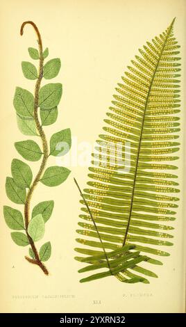 Farne, britisch und exotisch, 1856-60, Farne, Polypodium vaccinifolium, Polypodium Plumula, Alexander Francis Lydon, dieses Kunstwerk zeigt zwei verschiedene botanische Illustrationen. Links zeigt eine schlanke, rebenartige Struktur längliche, ovale Blätter, die abwechselnd entlang eines zentralen Stängels angeordnet sind. Die Blätter sind in leuchtendem Grün dargestellt und zeigen feine Details in Textur und Adermuster. Auf der rechten Seite ist ein großer, üppiger Farn dargestellt, der sich durch seine breiten, anmutig nach außen ausdehnenden Wedel auszeichnet. Die Wedel sind kompliziert in kleinere Flugblätter unterteilt, die die zarte Struktur hervorheben Stockfoto