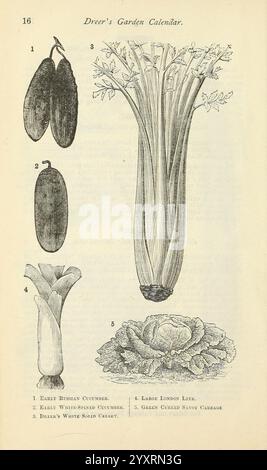 Dreers Gartenkalender, Philadelphia, Pa, Henry A. Dreer, 1884, Kataloge, Blumen, Gartenarbeit, Hühnerfieber, internetresource, Baumbestand, Saatgut, Gartengeschichten, Gurke, Sellerie, Lauch, Gemüse, Kohl, Inblüte, Alloampeloprasum, Lauch, Cucumissativus, Gurke, Apiumgraveolens, Sellerie, Brassicaoleracea, Kohl, Eine detaillierte botanische Illustration mit verschiedenen Gemüsesorten, jedes mit einer Nummer gekennzeichnet. Das erste Stück ist eine Illustration früherer russischer Gurken, die sich durch ihre langgezogene Form auszeichnen. Als nächstes sehen Sie eine Darstellung der frühen weiß-süßen Gurken, die kürzer und p Stockfoto