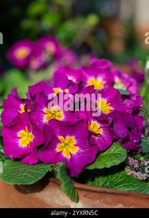 Nahaufnahme rosafarbener Polyanthuskerzen in Blüte Stockfoto