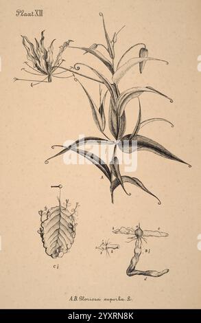 Plantenkunde voor Indie, Semarang, G. C. T. Van Dorp & Co, 1892, Indonesien, Pflanzen, die Illustration zeigt eine botanische Studie über die Pflanzenart A. B. Gloriosa superba L. verschiedene Teile der Pflanze sind dargestellt, die ihre komplizierte Struktur hervorheben. Oben zeigt der blühende Teil längliche Blütenblätter mit deutlichen Krümmungen. Zwei Blätter sind unten abgebildet, die ihre einzigartigen Formen und Texturen betonen. Außerdem zeigen kleinere, detaillierte Zeichnungen verschiedene Formen der Pflanze, einschließlich einer bauchigen Struktur und rebenartigen Ranken, was ein umfassendes Verständnis vermittelt Stockfoto