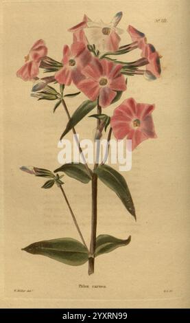 Das Botanische Kabinett, London, John, &, Arthur, Arch, 1817-1833, Eine botanische Illustration zeigt eine zarte Ansammlung von leuchtenden rosa und weißen Blüten mit jeweils fünf Blütenblättern, die anmutig an hohen grünen Stielen angeordnet sind. Die Blätter sind gestreckt, spitz und reich an Grüntönen, die eine weiche Kulisse für die lebendigen Blüten bilden. Aus dem Zentrum der Komposition heraus, werden die Blüten in verschiedenen Blütestadien dargestellt, wobei einige Knospen noch geschlossen sind, was auf die zukünftige Öffnung weiterer Blüten hindeutet. Dieses Kunstwerk zeigt die komplizierten Details der Natur und zelebriert die Eleganz und Vielfalt der Natur Stockfoto