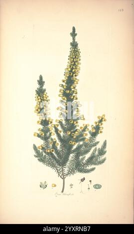 Farbige Stiche von Heaths London, veröffentlicht vom Autor gedruckt von T. Bensley 1802-09 [1830?] England Geschichte Ätzen Erica Ericaceae aus dem 19. Jahrhundert handkolorierte Botany 1802 Pictorial Works Graphic Media, diese Illustration zeigt eine botanische Studie einer Nadelpflanze, die sich durch ihre hohe, aufrechte Struktur mit Häufchen gelber Kegel auszeichnet. Das üppige, nadelförmige Laub der Pflanze erstreckt sich anmutig entlang der Äste und schafft einen auffälligen Kontrast zu den Kegeln. Das Hauptexemplar wird von kleineren Darstellungen von Samen und anderen botanischen Details begleitet, die das komplizierte f Stockfoto