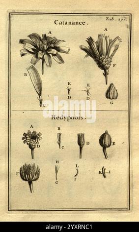 Josephi Pitton Tournefort Institutiones rei herbariæ Parisiis, E Typographia Regia, 1700-[1703] Botanik, prälinneanische Werke, die Illustration zeigt zwei getrennte Abschnitte mit der Bezeichnung „Catanance“ und „Hedypnois“. Stockfoto