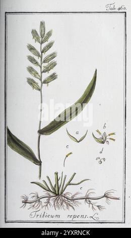 Icones plantarum medicinalium, Nürnberg, auf Kosten der Raspischen Buchhandlung, 1779-1790, Botanik, Medizin, Bildwerke, diese detaillierte botanische Abbildung zeigt Triticum repens, allgemein bekannt als Kriechweizen oder Couchgras. Die Hauptpflanze ist mit langgezogenen Blättern und einem Stachel von Samenköpfen an der Spitze dargestellt, was die charakteristische Struktur der Pflanze unterstreicht. Die zentrale Abbildung umgibt kleinere beschriftete Merkmale: Das Wurzelsystem am Boden, das seine kriechende Natur zeigt, und verschiedene Bestandteile der Blume, die die komplizierten Details der Reproduktion veranschaulichen. Die Stockfoto